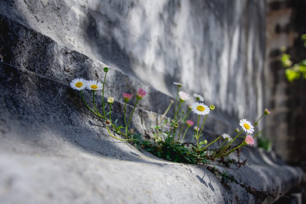 Protective childhood experiences, Photo by Sandra Grünewald on Unsplash